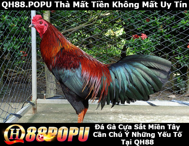 da-ga-cua-sat-mien-tay-can-chu-y-cac-yeu-to-duoi-day-tai-qh88