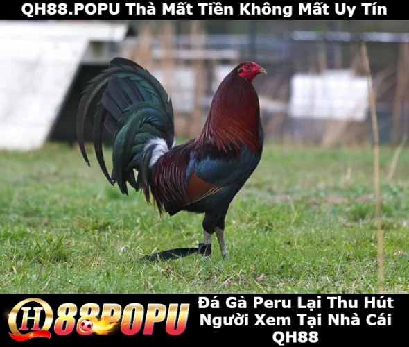 da-ga-peru-la-duoc-thu-hut-nguoi-xem-tai-qh88