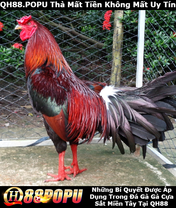 nhung-bi-quyet-duoc-ap-dung-trong-da-ga-cua-sat-mien-tay-tai-qh88