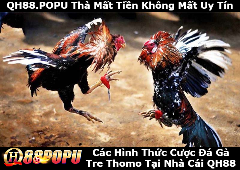 cac-hinh-thuc-cuoc-da-ga-tre-thomo-tai-qh88