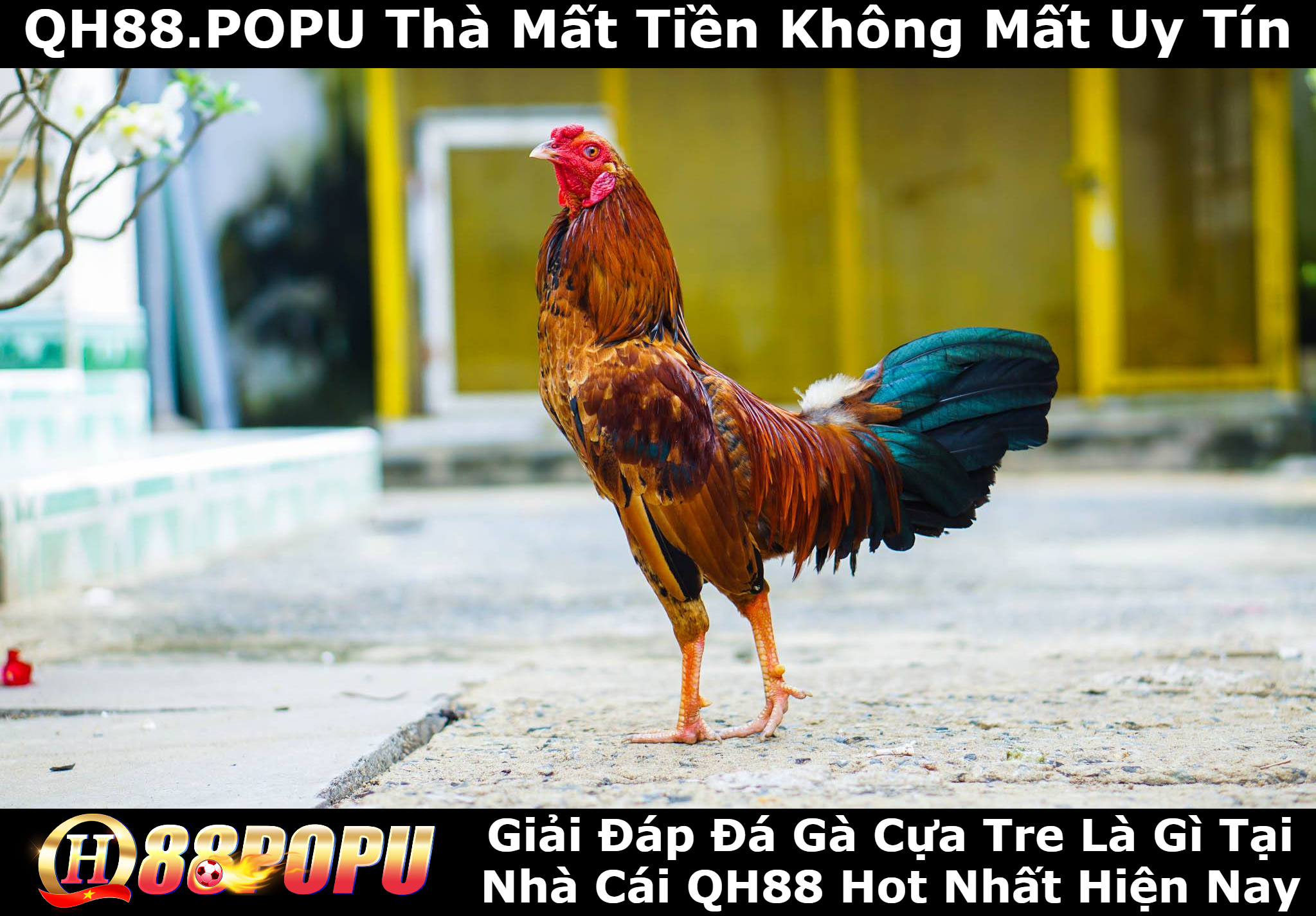 giai-dap-da-ga-cua-tre-la-gi-tai-qh88