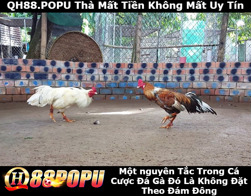 mot-so-nguyen-tac-ca-cuoc-da-ga-long-tai-qh88