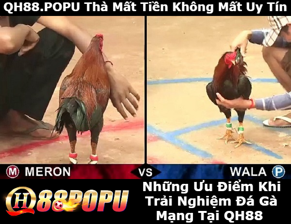 nhung-uu-diem-khi-tham-gia-da-ga-mang-tai-qh88